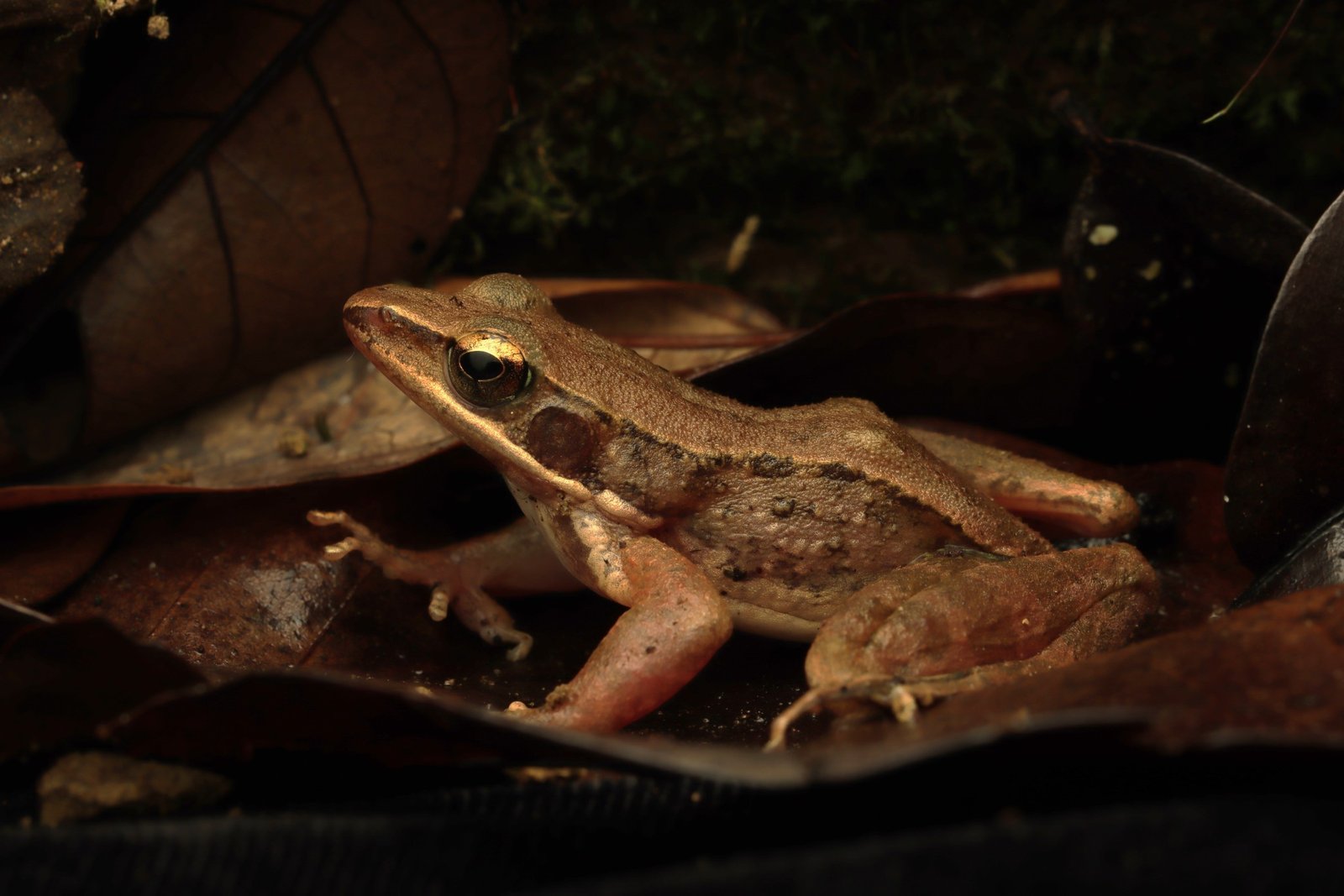 Clinotarsus alticola