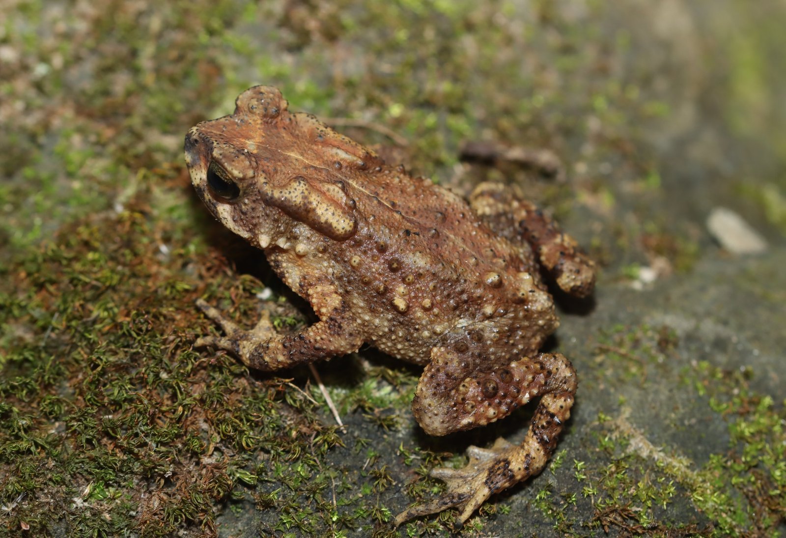 Duttaphrynus chandai