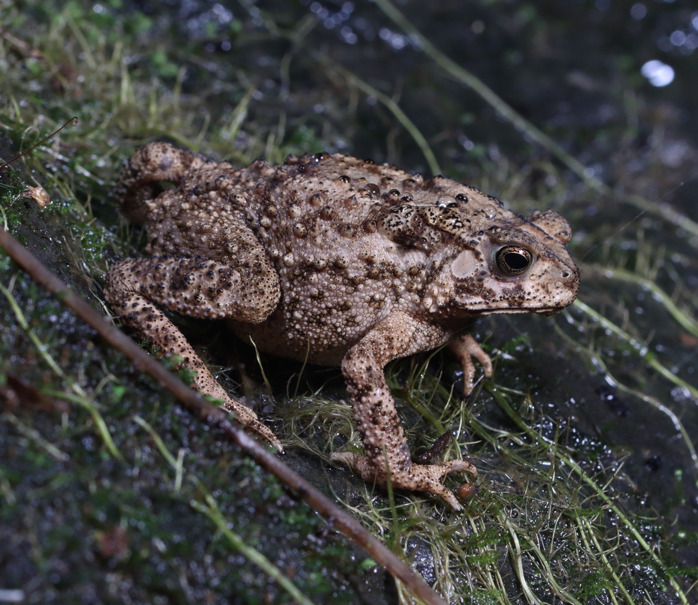 Duttaphrynus melanostictus (Schneider 1799)