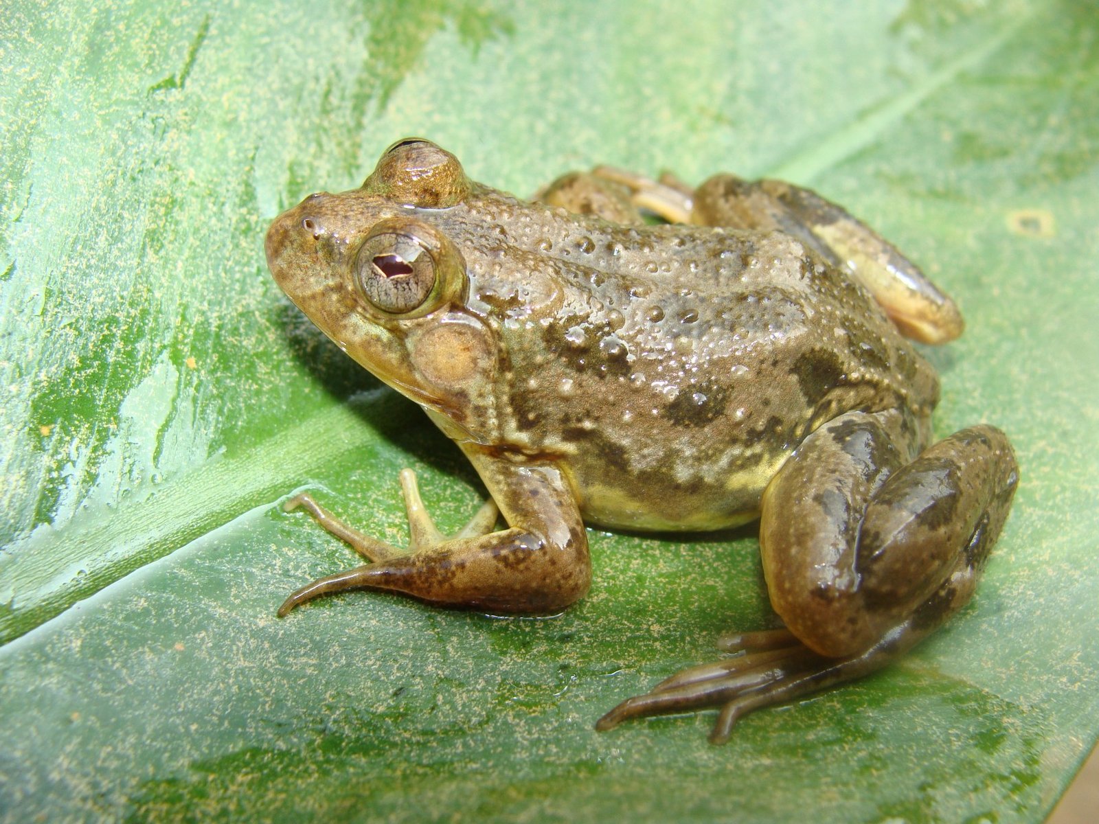 Euphlyctis kalasgramensis (Howlander et al. 2015)