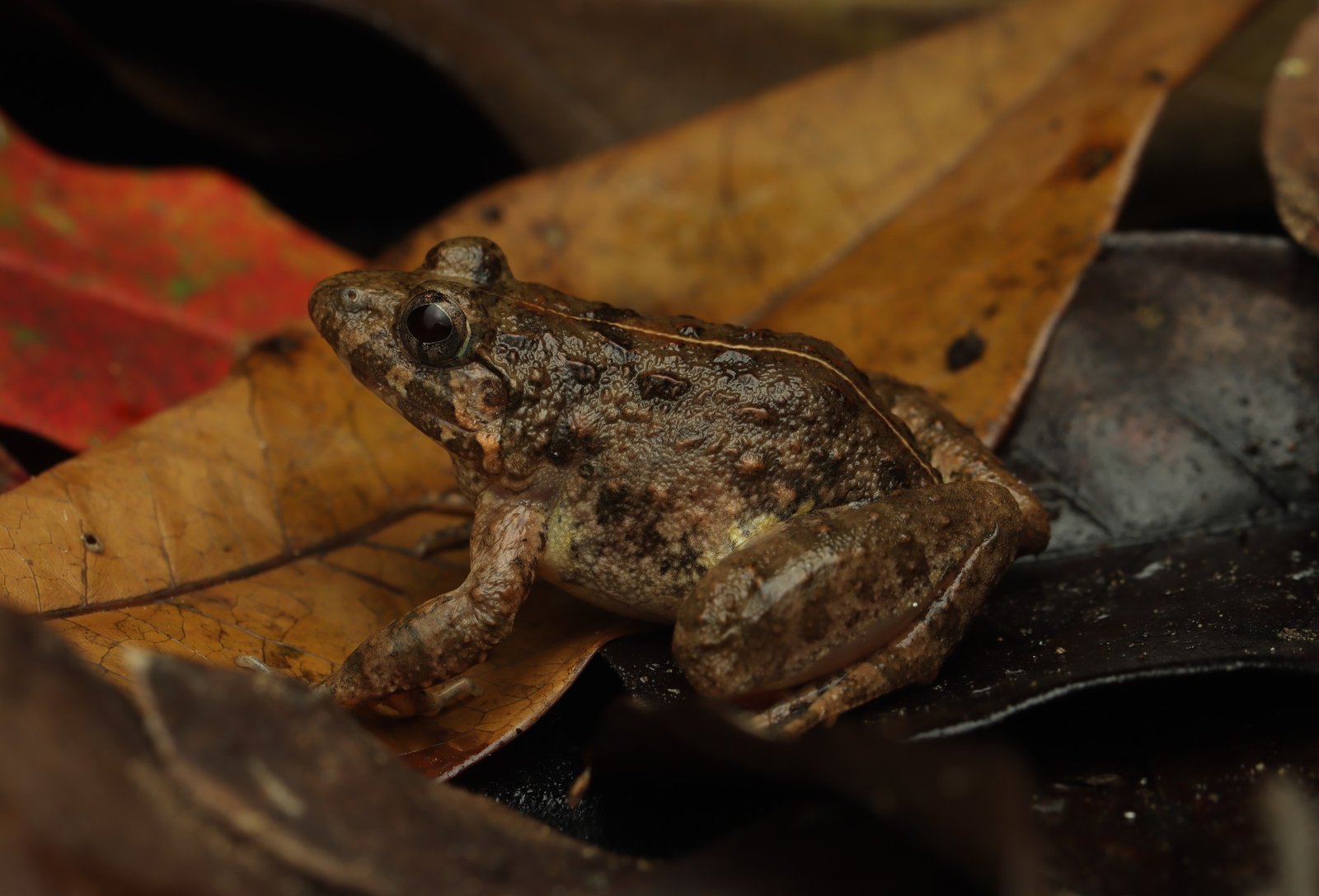Fejervarya multistriata (Hallowell 1861)