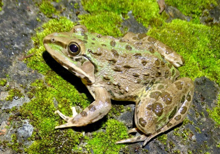 Hoplobatrachus litoralis (Hasan et al. 2012)