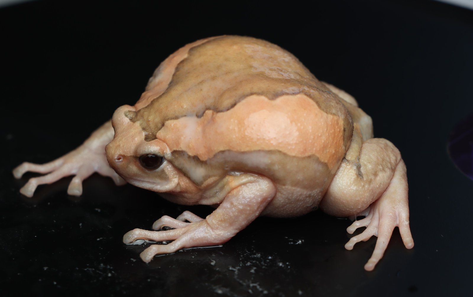 Kaloula pulchra (Gray 1831)