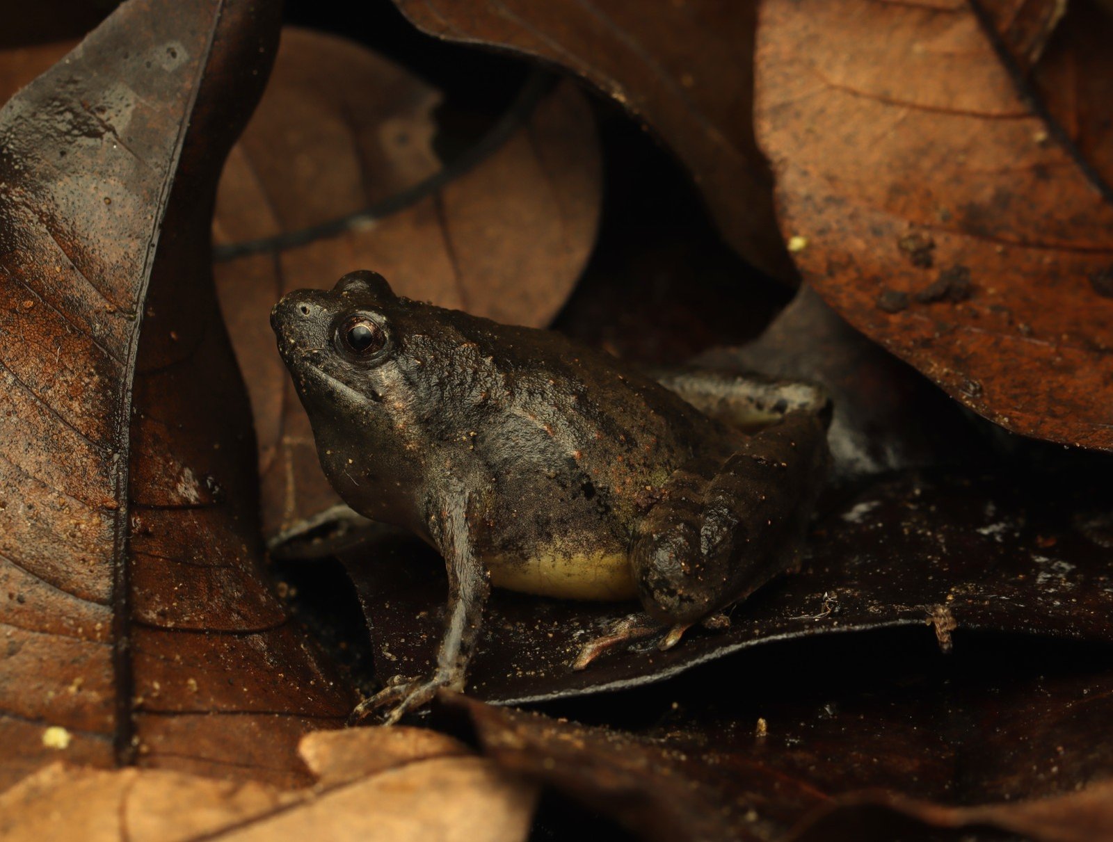 Microhyla berdmorei (Blyth 1856)