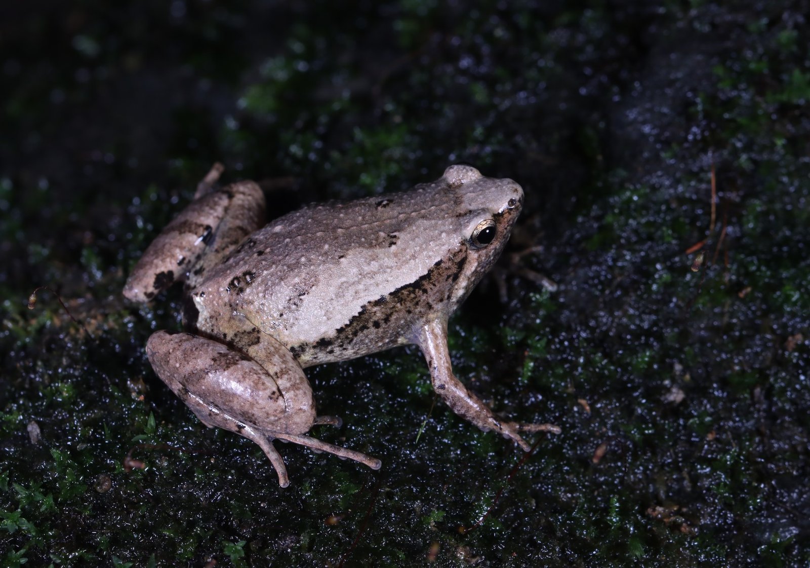 Microhyla mukhlesuri (Hasan et al. 2014)