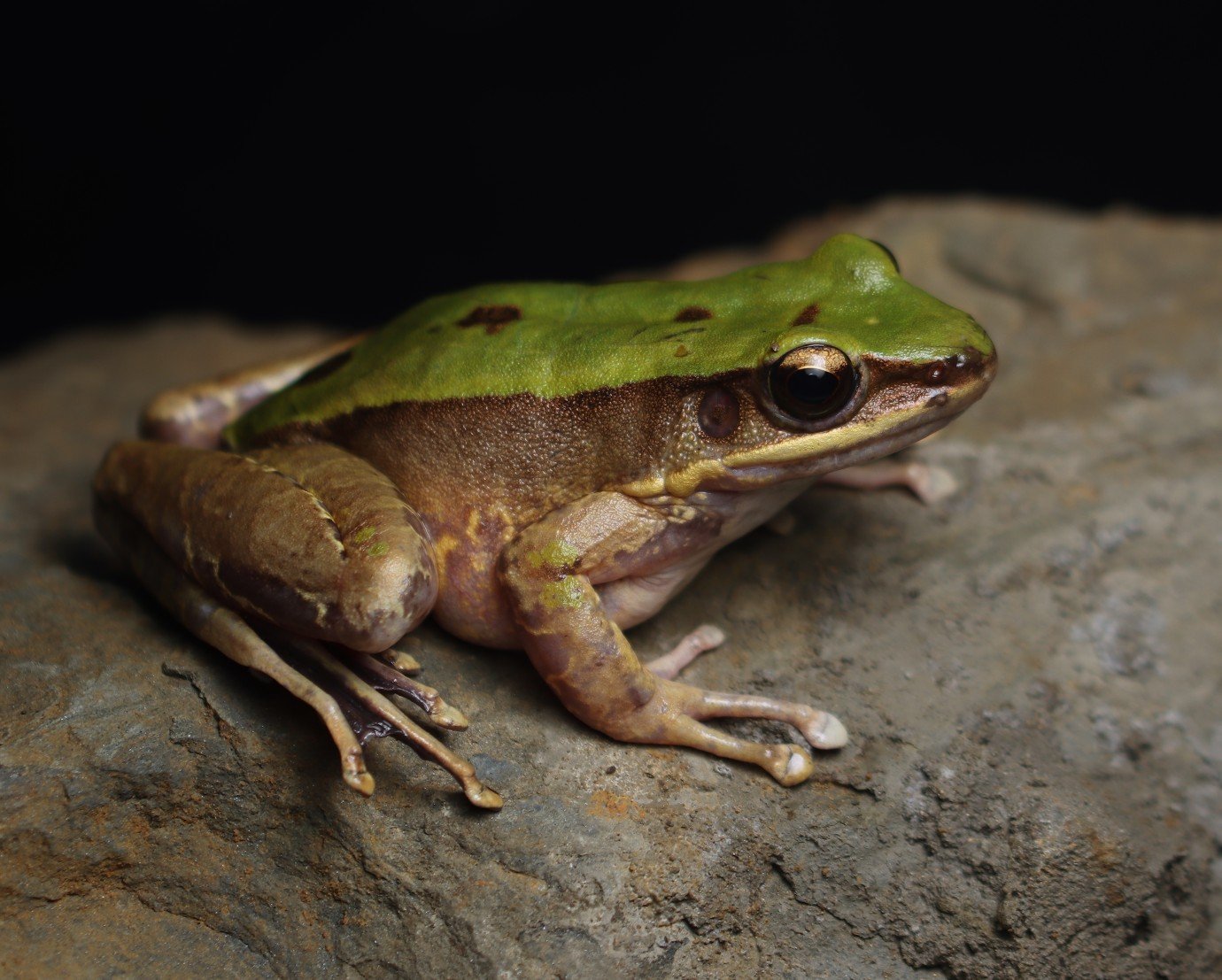 Odoranna chloronota (Gunther 1876)