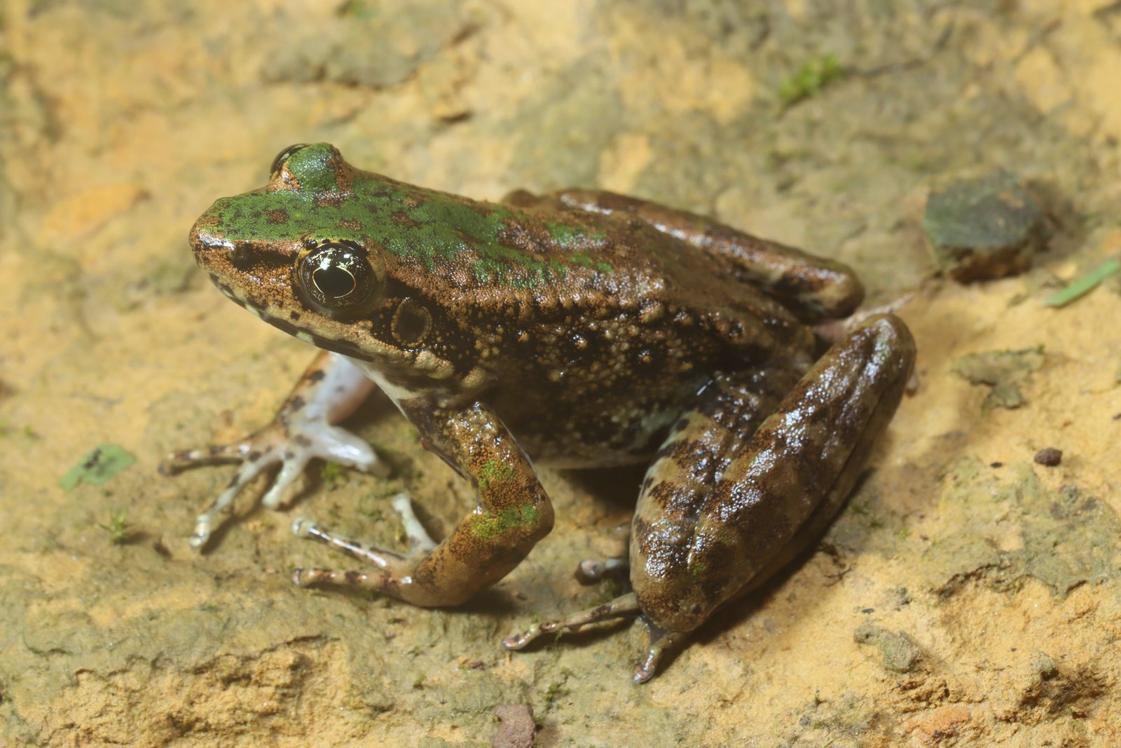 Odoranna mawphlangensis (Pillai & Chanda 1977)