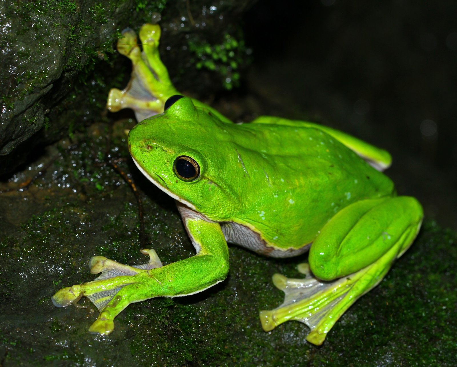 Zhangixalus smaragdinus (Blyth 1852)