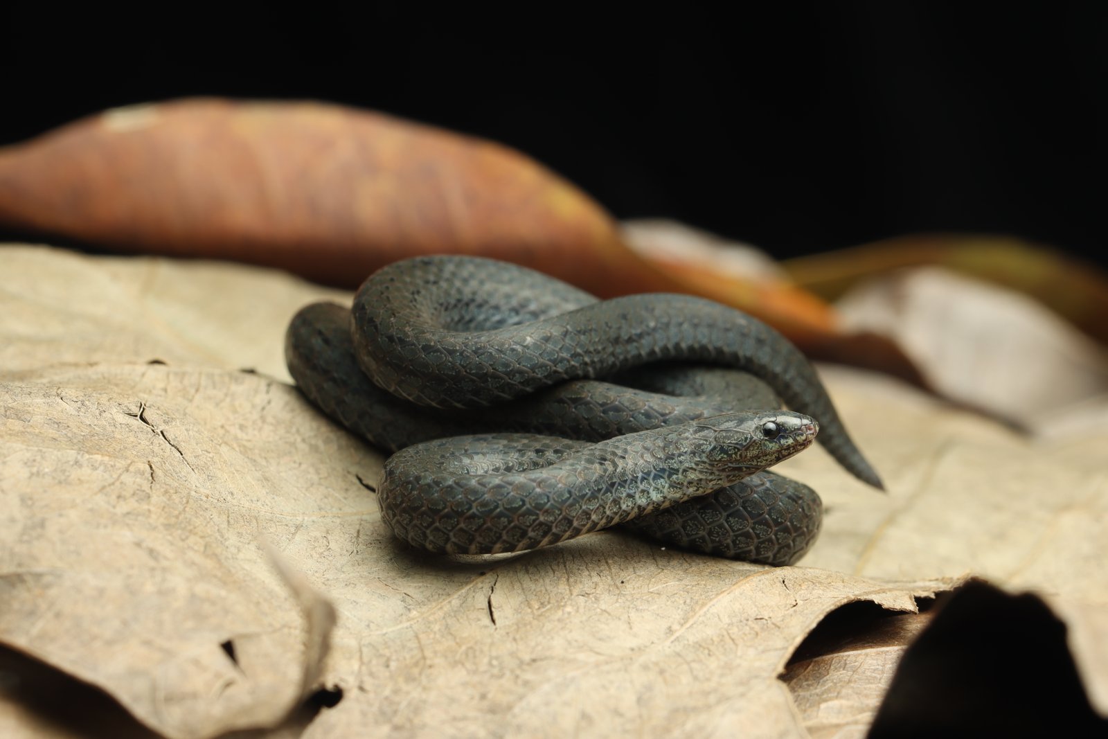 Blythia reticulata Blyth, 1854