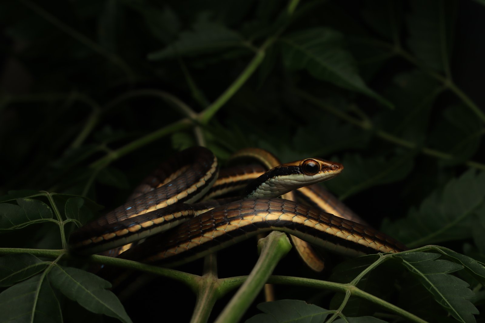 Dendrelaphis proarchos Wall, 1909