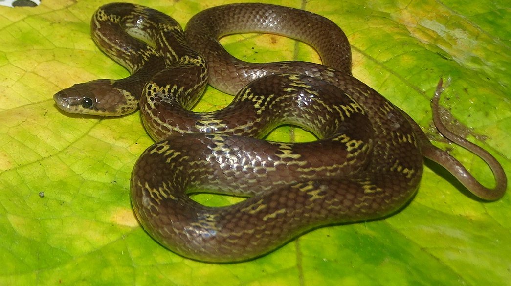 Lycodon aulicus Linnaeus, 1758