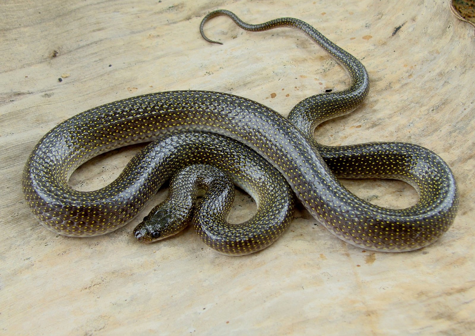 Lycodon jara Shaw, 1802