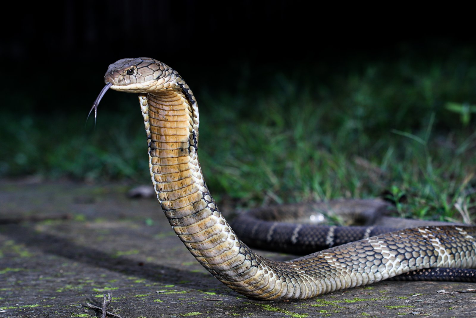 Ophiophagus hannah Cantor, 1836