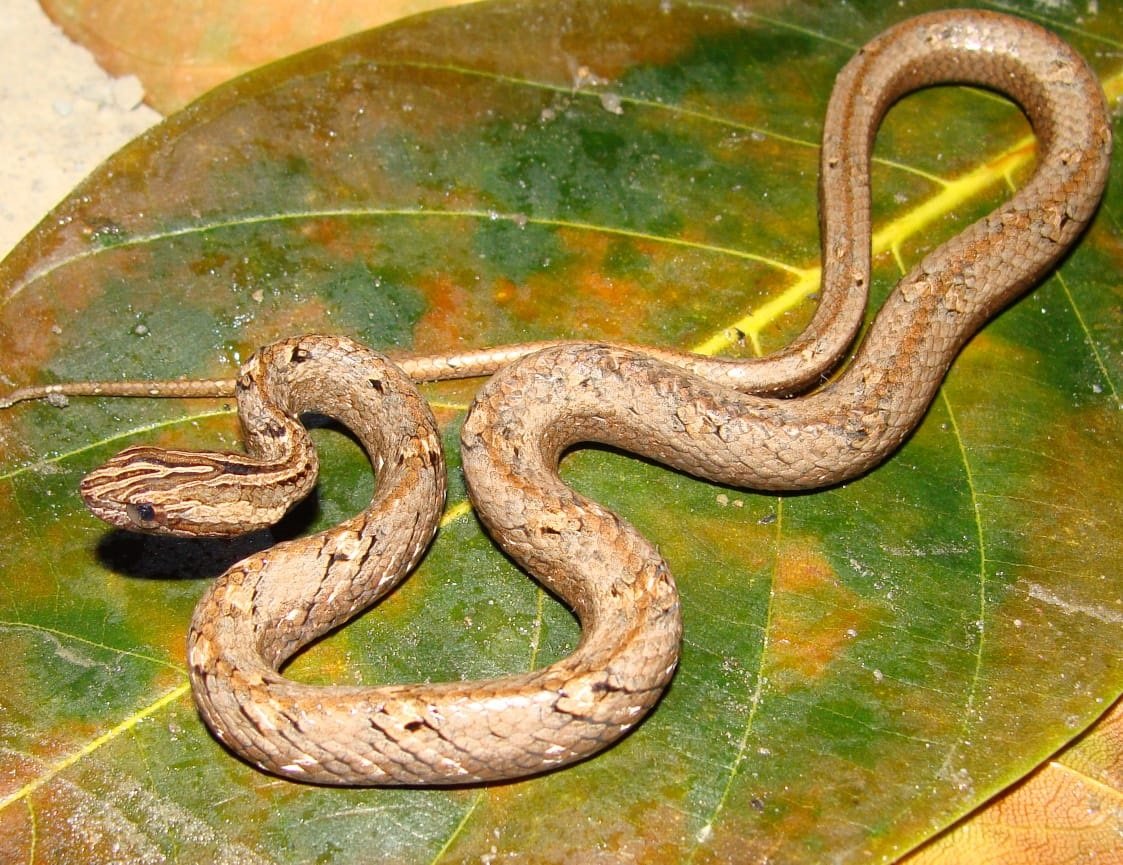 Psammodynastes pulverulentus Boie, 1827