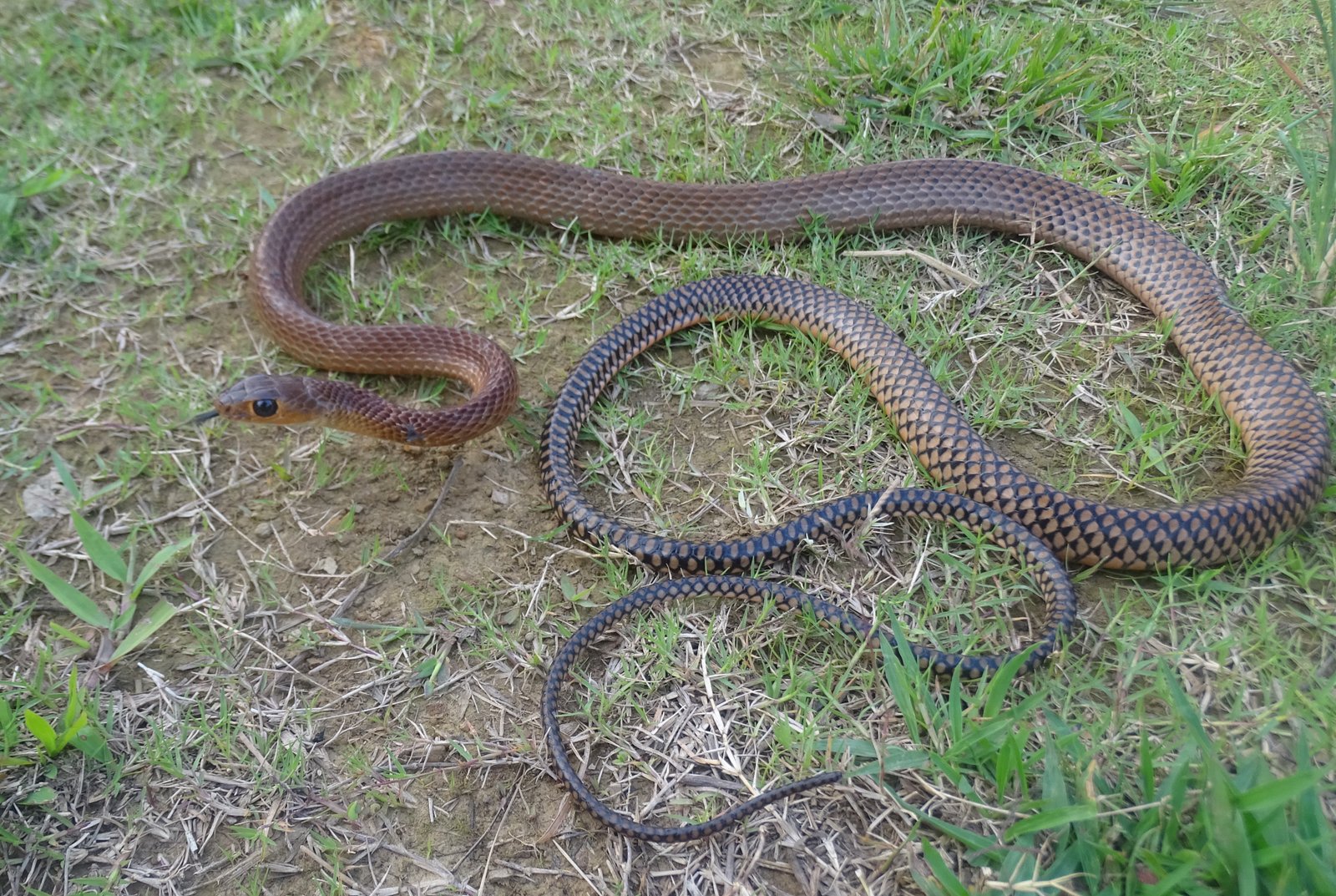 Ptyas korros Schlegel, 1837