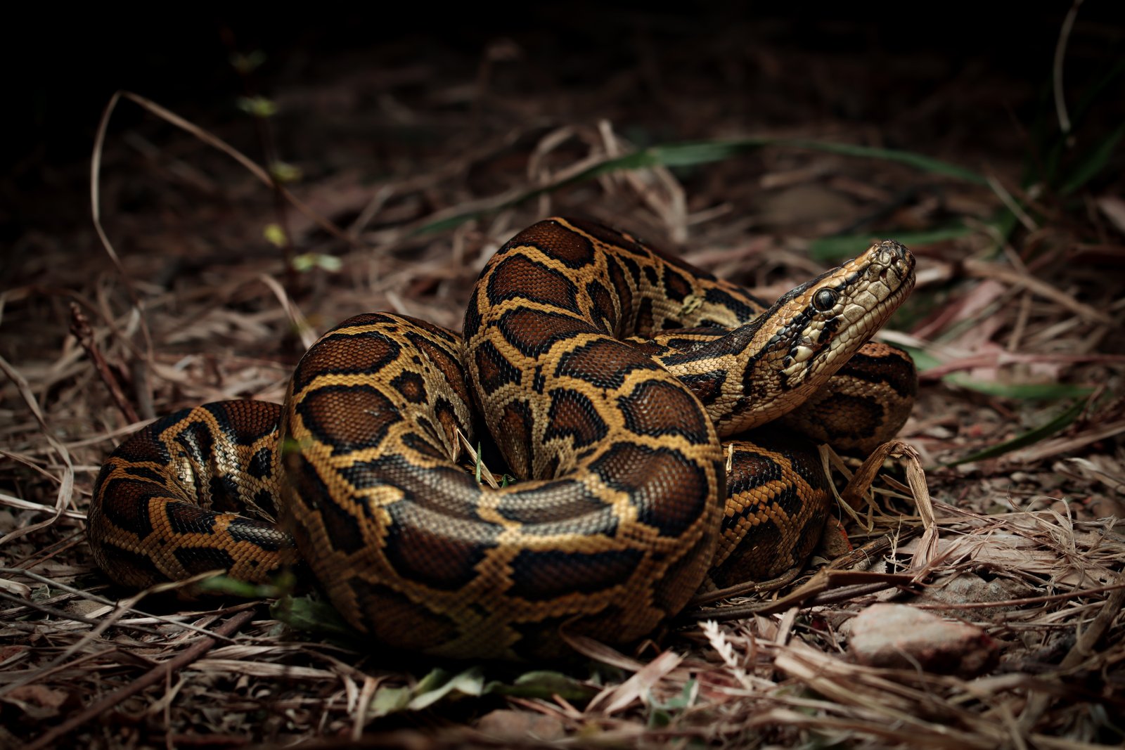 Python bivittatus Kuhl, 1820