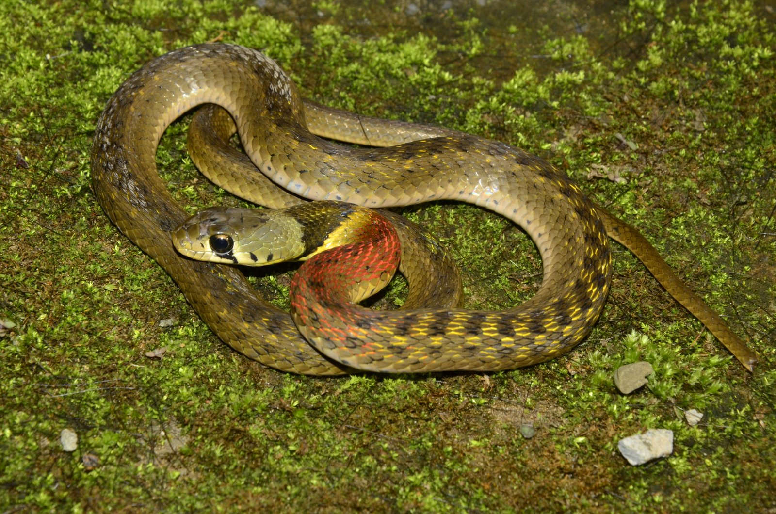 Rhabdophis helleri Schmidt, 1925