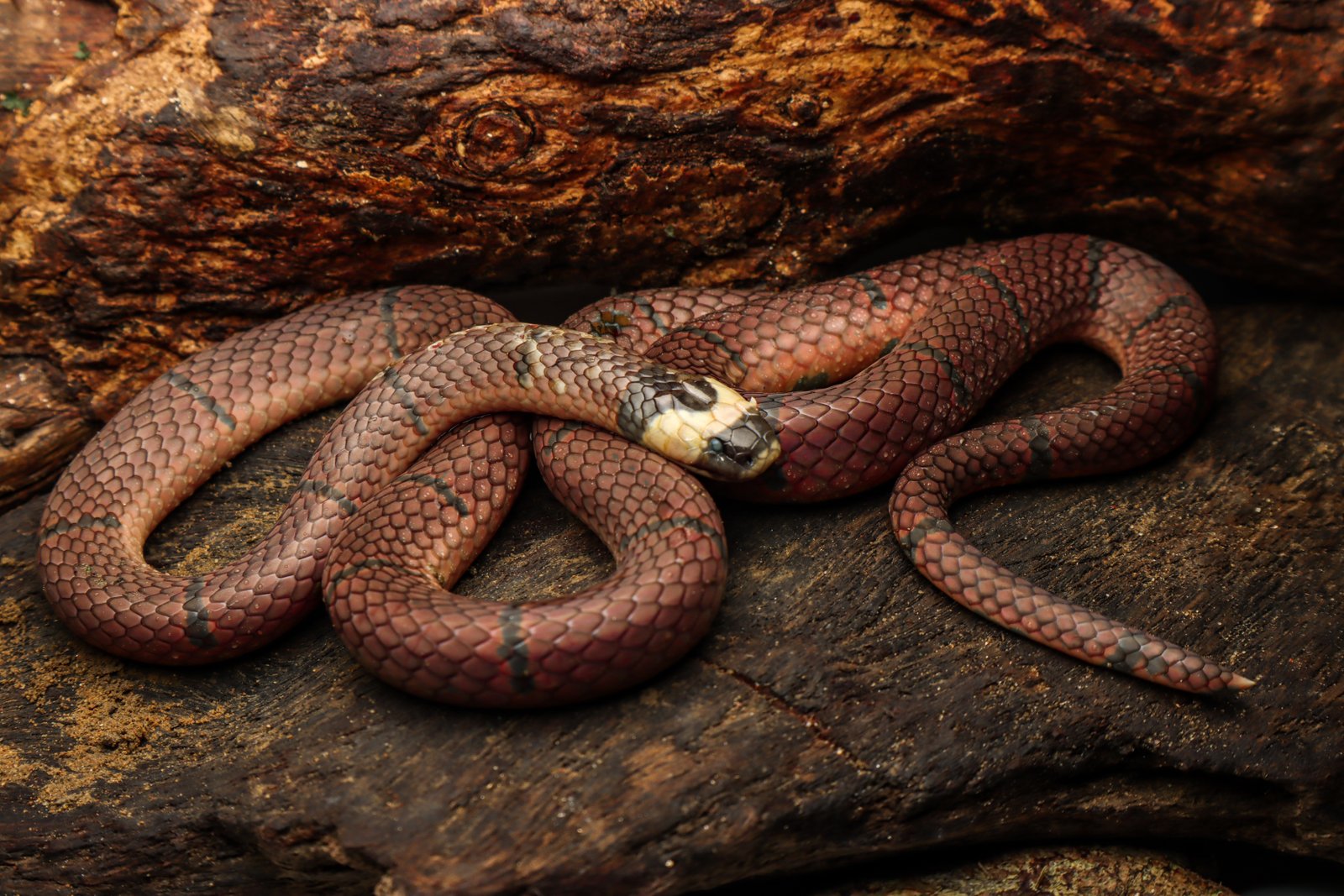 Sinomicrurus macclellandi Reinhardt, 1844