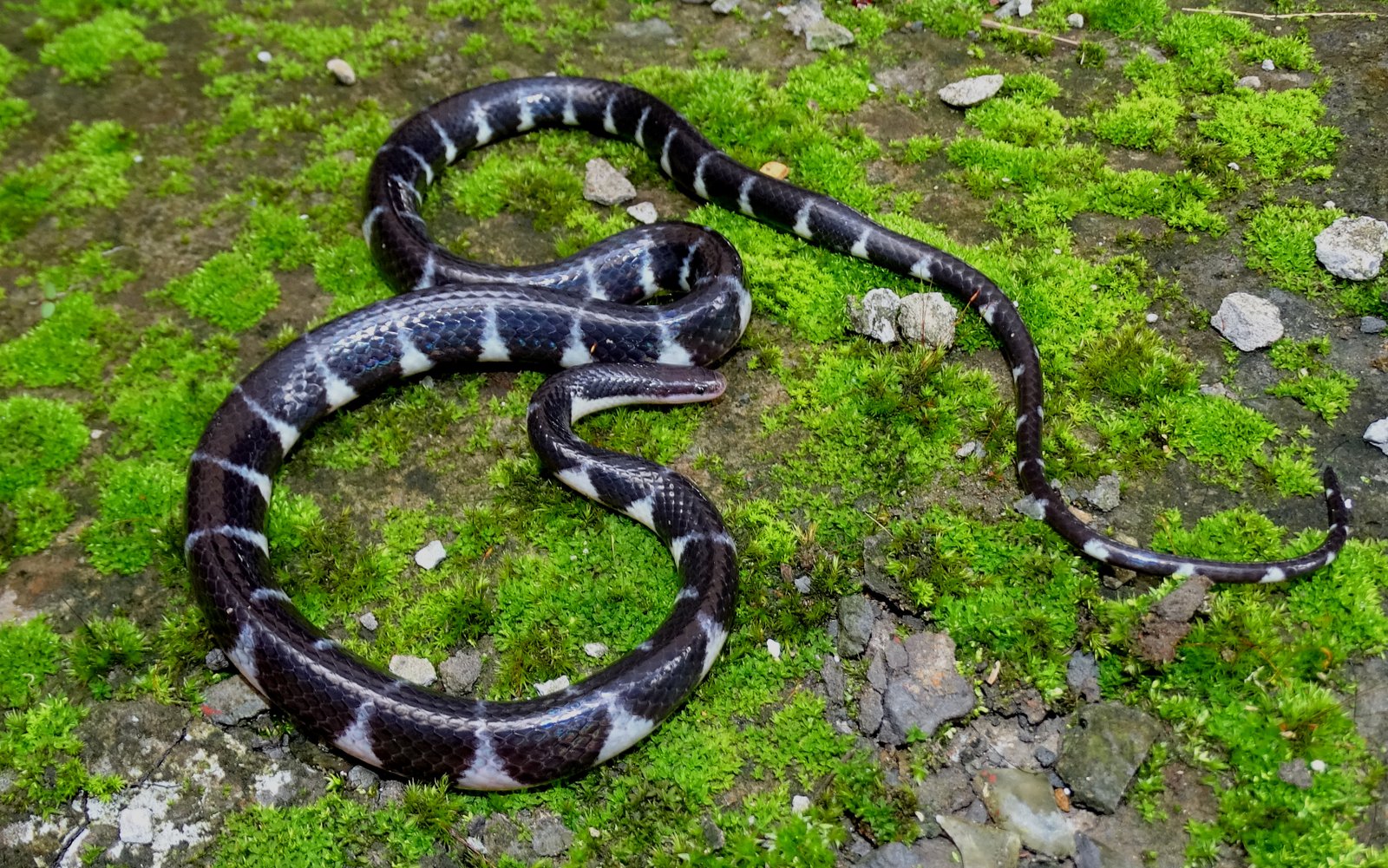 Smithophis atemporalis Giri, Gower, Das, Lalremsanga, Lalronunga, Captain and Deepak, 2019