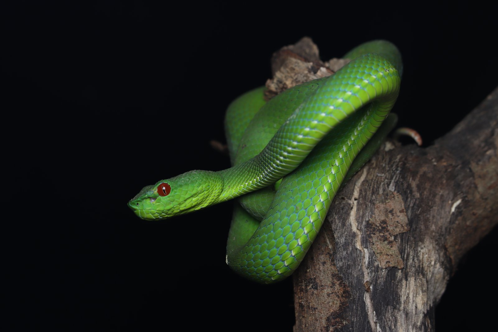 Trimeresurus (Popeia) popeiorum Smith, 1937