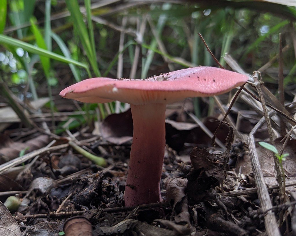 Russula  purpureoverrucosa