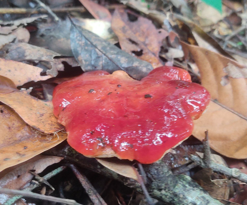 Fistulina hepatica
