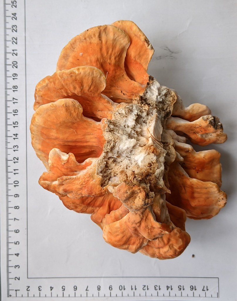 Laetiporus sulphureus
