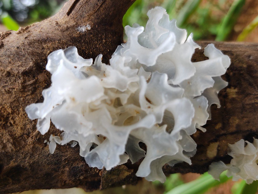 Tremella fuciformis