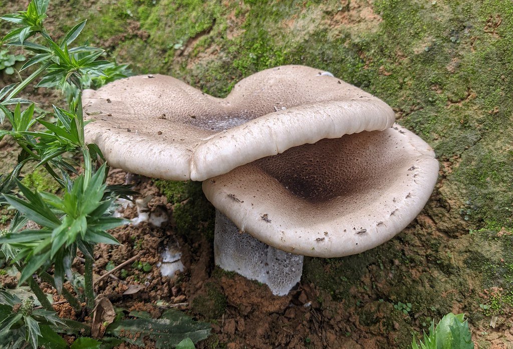 Pleurotus giganteus