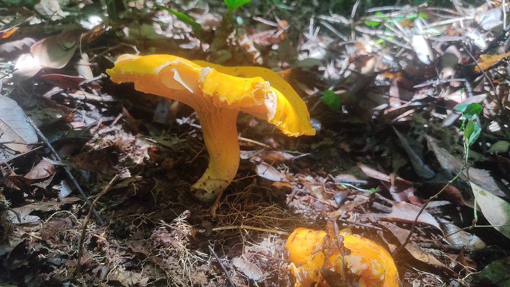 Cantharellus cibarius